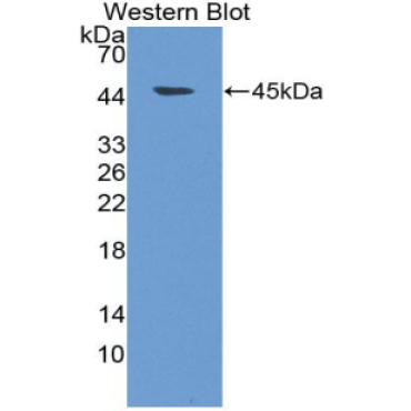 Neuromedin S (NMS) Mouse Polyclonal Antibody