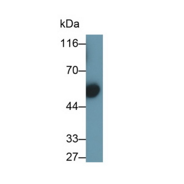 Immunoglobulin G3 (IgG3) Human Polyclonal Antibody