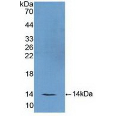 Follicle Stimulating Hormone (FSH) Mouse Polyclonal Antibody