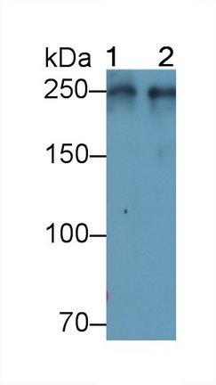 Von Willebrand Factor (vWF) Rat Polyclonal Antibody