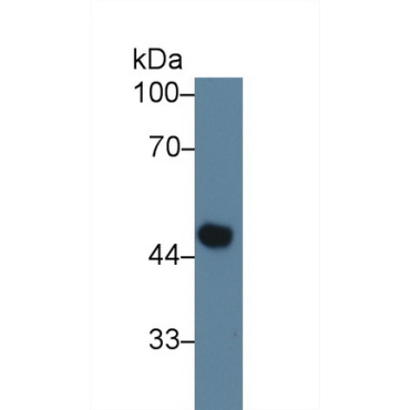 Coagulation Factor X (F10) Mouse Polyclonal Antibody