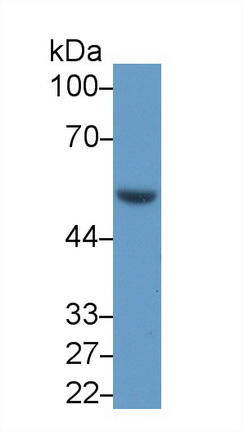 Coagulation Factor X (F10) Rat Polyclonal Antibody