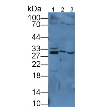 Corticotropin Releasing Factor (CRF) Mouse Polyclonal Antibody