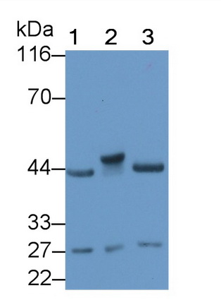 Corticotropin Releasing Factor (CRF) Rat Polyclonal Antibody