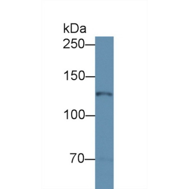 Nitric Oxide Synthase 2, Inducible (NOS2) Mouse Polyclonal Antibody