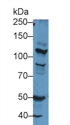 Nitric Oxide Synthase 2, Inducible (NOS2) Rat Polyclonal Antibody