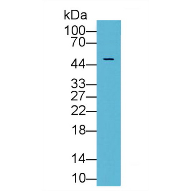 Inhibin Beta A (INHbA) Bovine (Cattle) Polyclonal Antibody