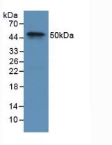 Coagulation Factor IX (F9) Rabbit Polyclonal Antibody