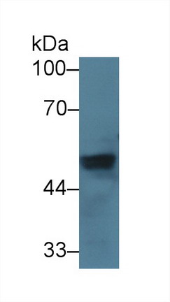 Von Willebrand Factor A Domain Containing Protein 1 (vWA1) Mouse Polyclonal Antibody