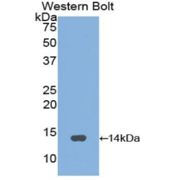 Gonadotropin Releasing Hormone (GnRH) Chicken (Gallus) Polyclonal Antibody