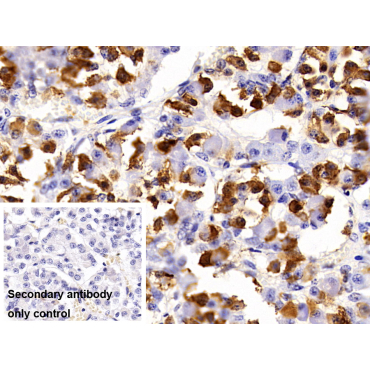 Prolactin (PRL) Bovine (Cattle) Polyclonal Antibody
