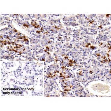 Prolactin (PRL) Mouse Polyclonal Antibody