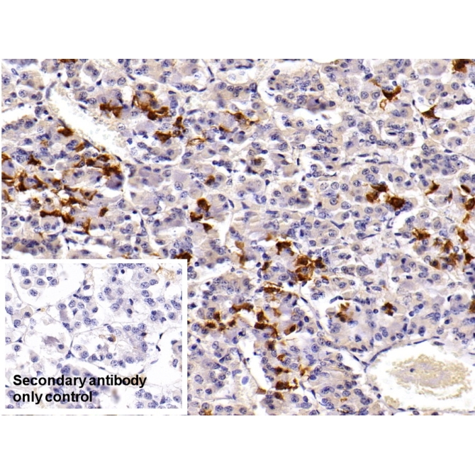 Prolactin (PRL) Mouse Polyclonal Antibody