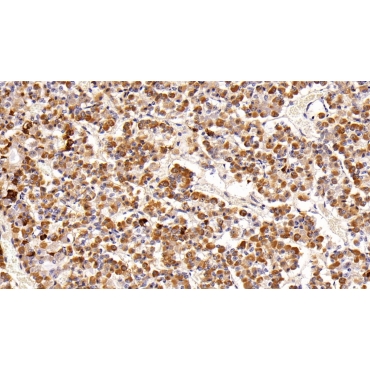 Prolactin (PRL) Mouse Polyclonal Antibody
