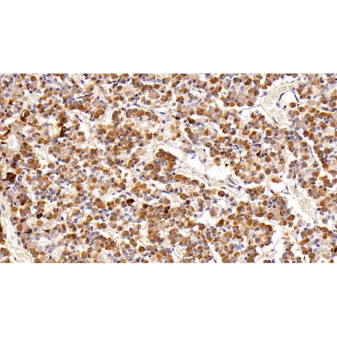 Prolactin (PRL) Mouse Polyclonal Antibody