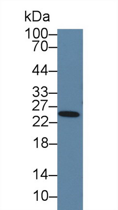 Prolactin (PRL) Rat Polyclonal Antibody