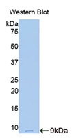 Resistin (RETN) Rat Polyclonal Antibody
