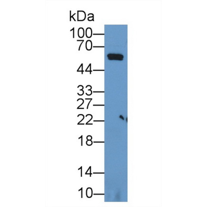 Caspase 8 (CASP8) Bovine (Cattle) Polyclonal Antibody