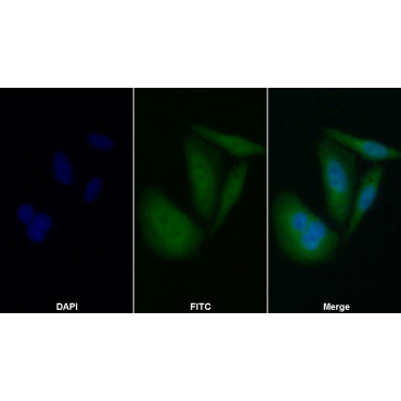 Caspase 8 (CASP8) Human Polyclonal Antibody