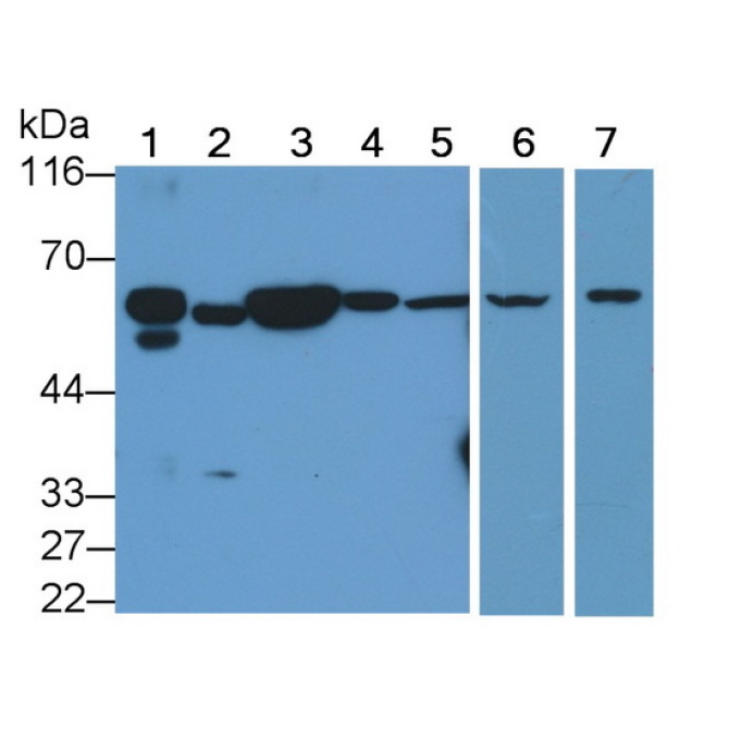 Caspase 8 (CASP8) Mouse Polyclonal Antibody