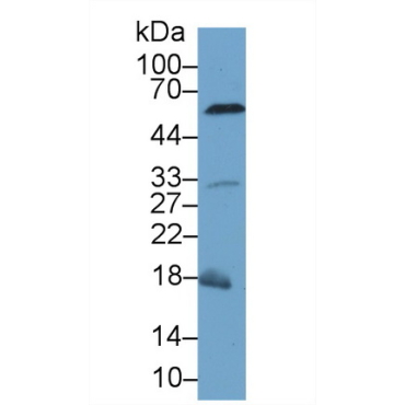 Caspase 8 (CASP8) Mouse Polyclonal Antibody