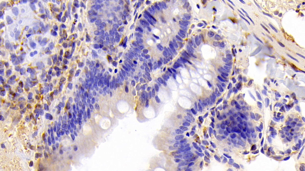 Caspase 8 (CASP8) Rat Polyclonal Antibody
