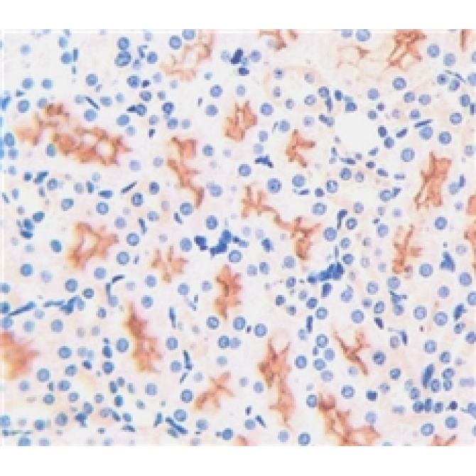 Aminopeptidase A (ENPEP) Mouse Polyclonal Antibody