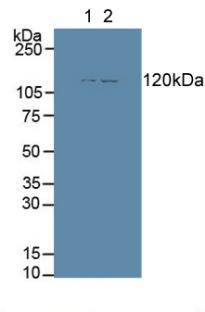 Aminopeptidase A (ENPEP) Rat Polyclonal Antibody