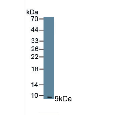 Clara Cell Protein 16 (CC16) Mouse Polyclonal Antibody