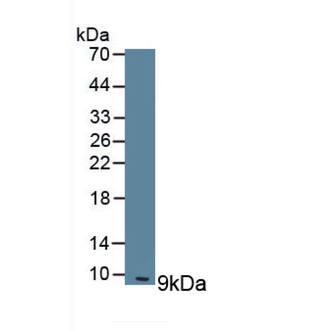 Clara Cell Protein 16 (CC16) Mouse Polyclonal Antibody