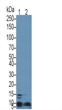 Clara Cell Protein 16 (CC16) Rat Polyclonal Antibody