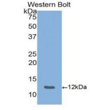 Epithelial Neutrophil Activating Peptide 78 (ENA78) Mouse Polyclonal Antibody