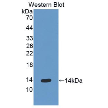 Epithelial Neutrophil Activating Peptide 78 (ENA78) Mouse Polyclonal Antibody