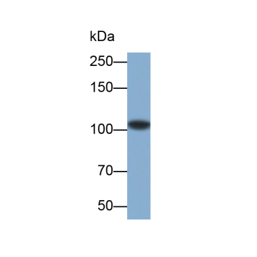 Complement Component 3 (C3) Mouse Polyclonal Antibody