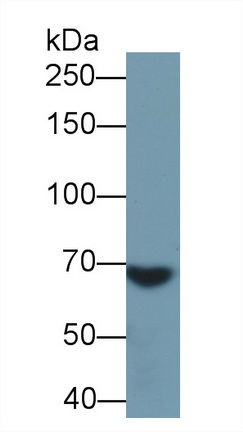 Complement Component 3 (C3) Pig Polyclonal Antibody