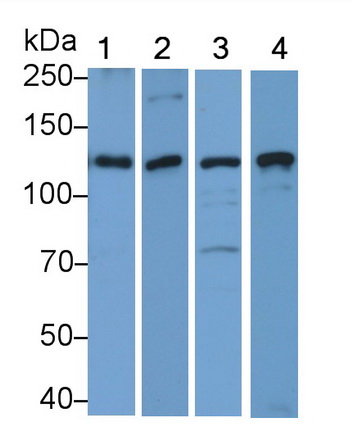 Complement Component 3 (C3) Rat Polyclonal Antibody