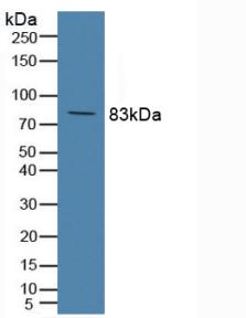 Complement Component 2 (C2) Rat Polyclonal Antibody