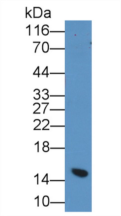 Parathyroid Hormone (PTH) Rat Polyclonal Antibody