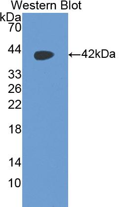 Parathyroid Hormone (PTH) Mouse Polyclonal Antibody