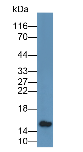 Parathyroid Hormone (PTH) Rat Polyclonal Antibody