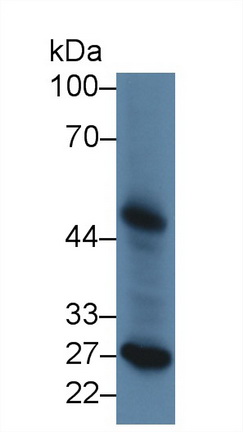 Phospholipase A2 Group VII (LpPLA2) Canis familiaris; Canine (Dog) Polyclonal Antibody