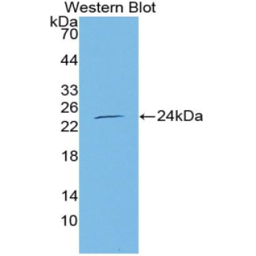 Endothelial NOS (eNOS) Canis familiaris; Canine (Dog) Polyclonal Antibody