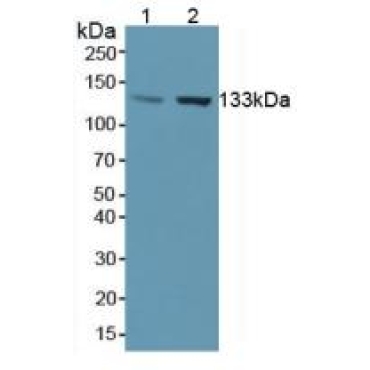 Endothelial NOS (eNOS) Human Polyclonal Antibody