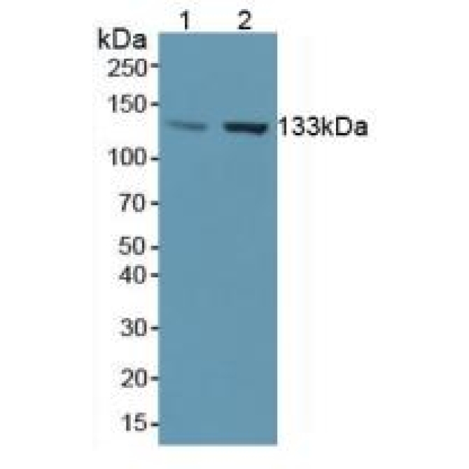 Endothelial NOS (eNOS) Human Polyclonal Antibody