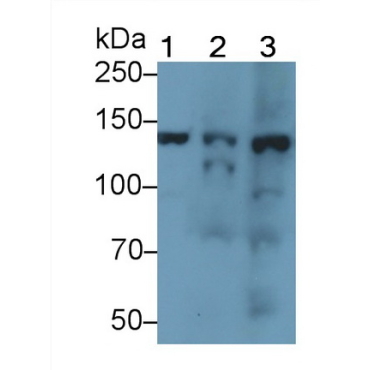 Endothelial NOS (eNOS) Mouse Polyclonal Antibody