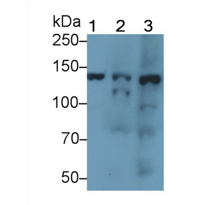 Endothelial NOS (eNOS) Mouse Polyclonal Antibody