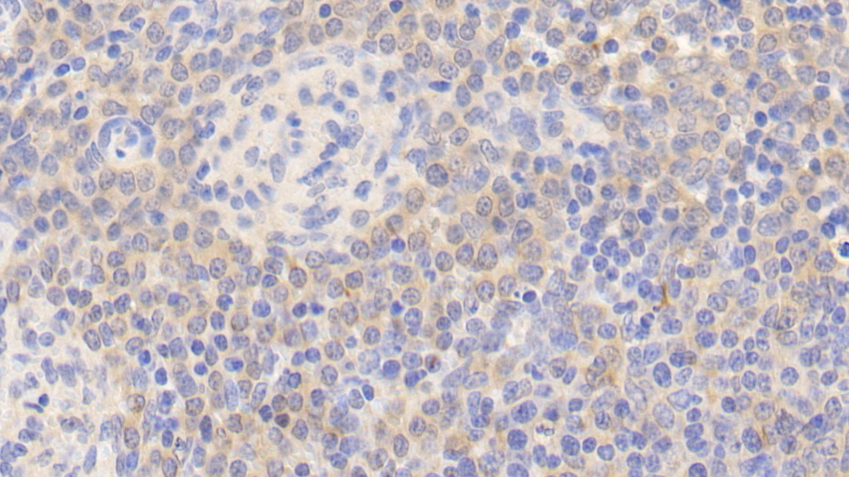 Endothelial NOS (eNOS) Pig Polyclonal Antibody
