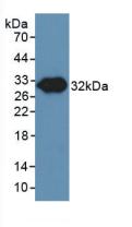 Endothelial NOS (eNOS) Pig Polyclonal Antibody