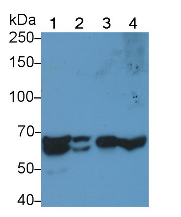 Endothelial NOS (eNOS) Rat Polyclonal Antibody