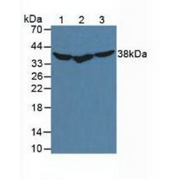 Heat Shock Protein 40 (HSP40) Mouse Polyclonal Antibody